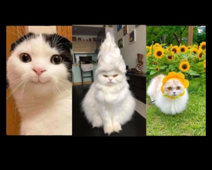 Kedi-Enstropik Komedi Devam: Daha Komik Kedi Antikaları