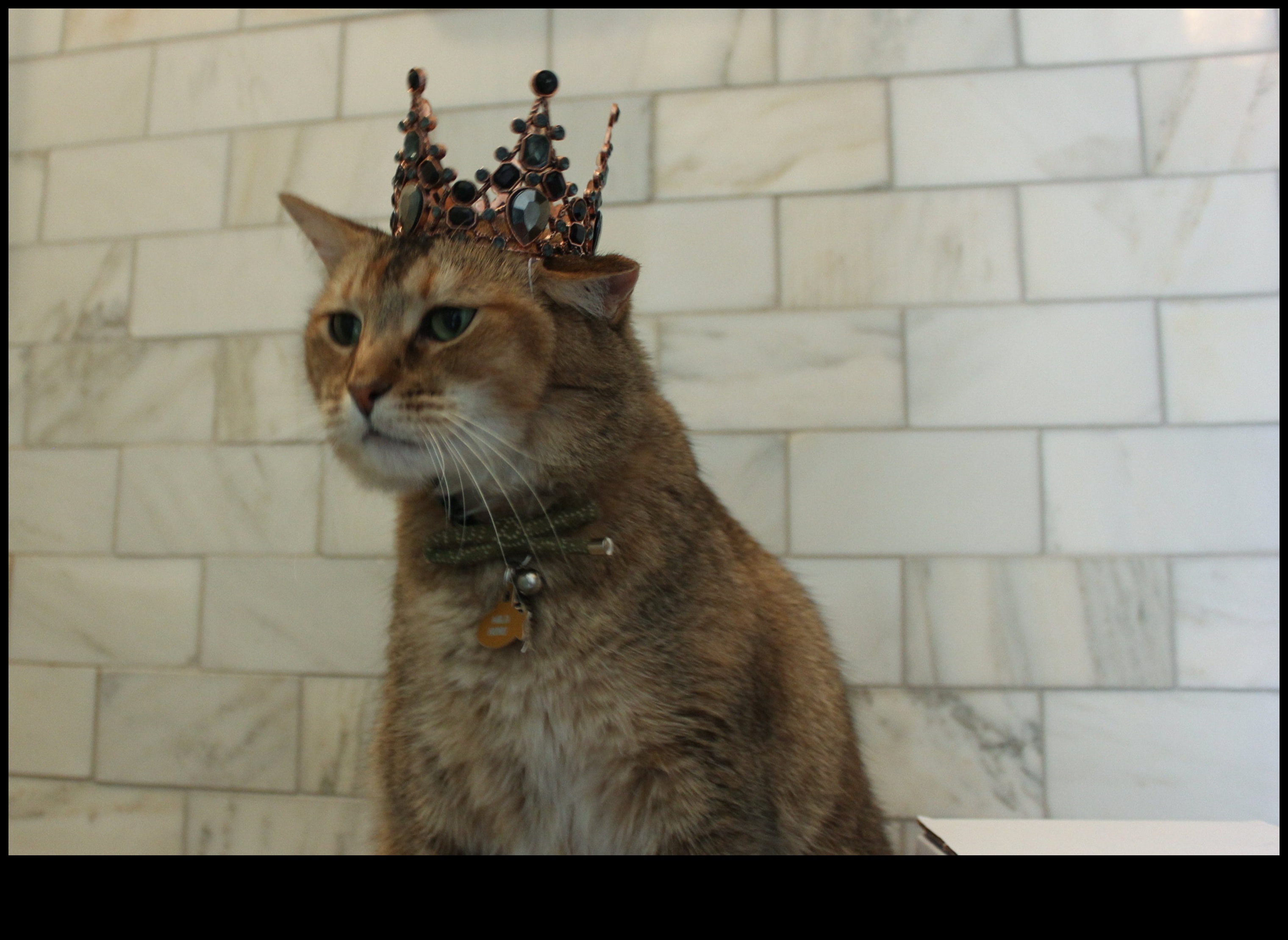 Cat Crown Mücevherleri Devam: Kesinizin Regal Gardırobunu Genişletme