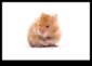 Hamster sağlık kontrolü düzenli sınavları ve izleme ipuçlarını